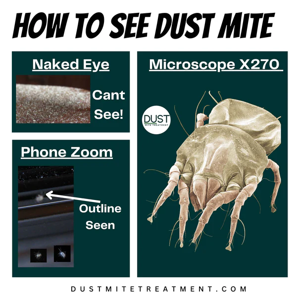 what do dust mites look like to the human eye