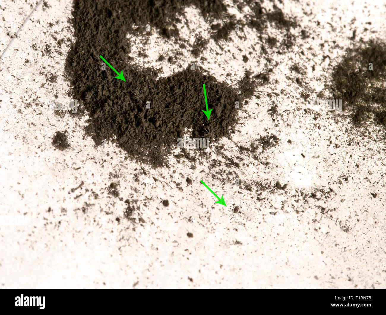 The Invisible Invaders: What Dust Mites Really Look Like