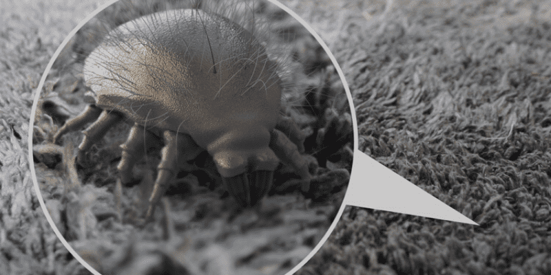 Signs You Can't See: Detecting Dust Mite Presence