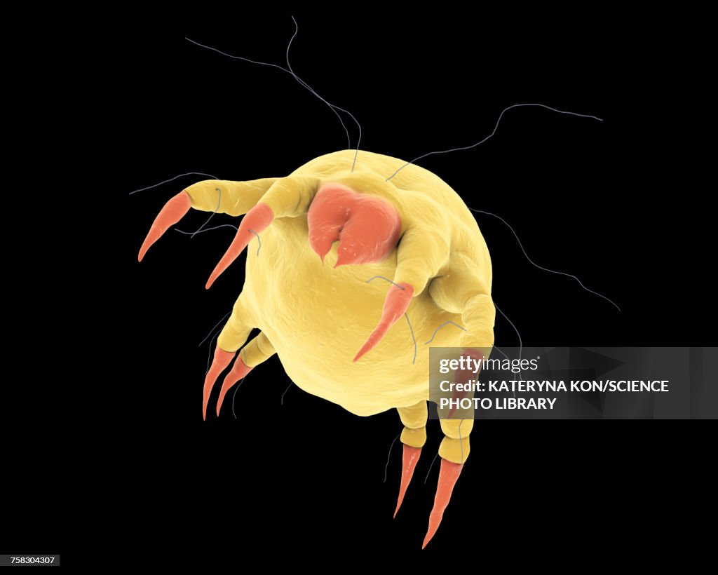 From Microscopic to Menace: Understanding Dust Mite Appearance
