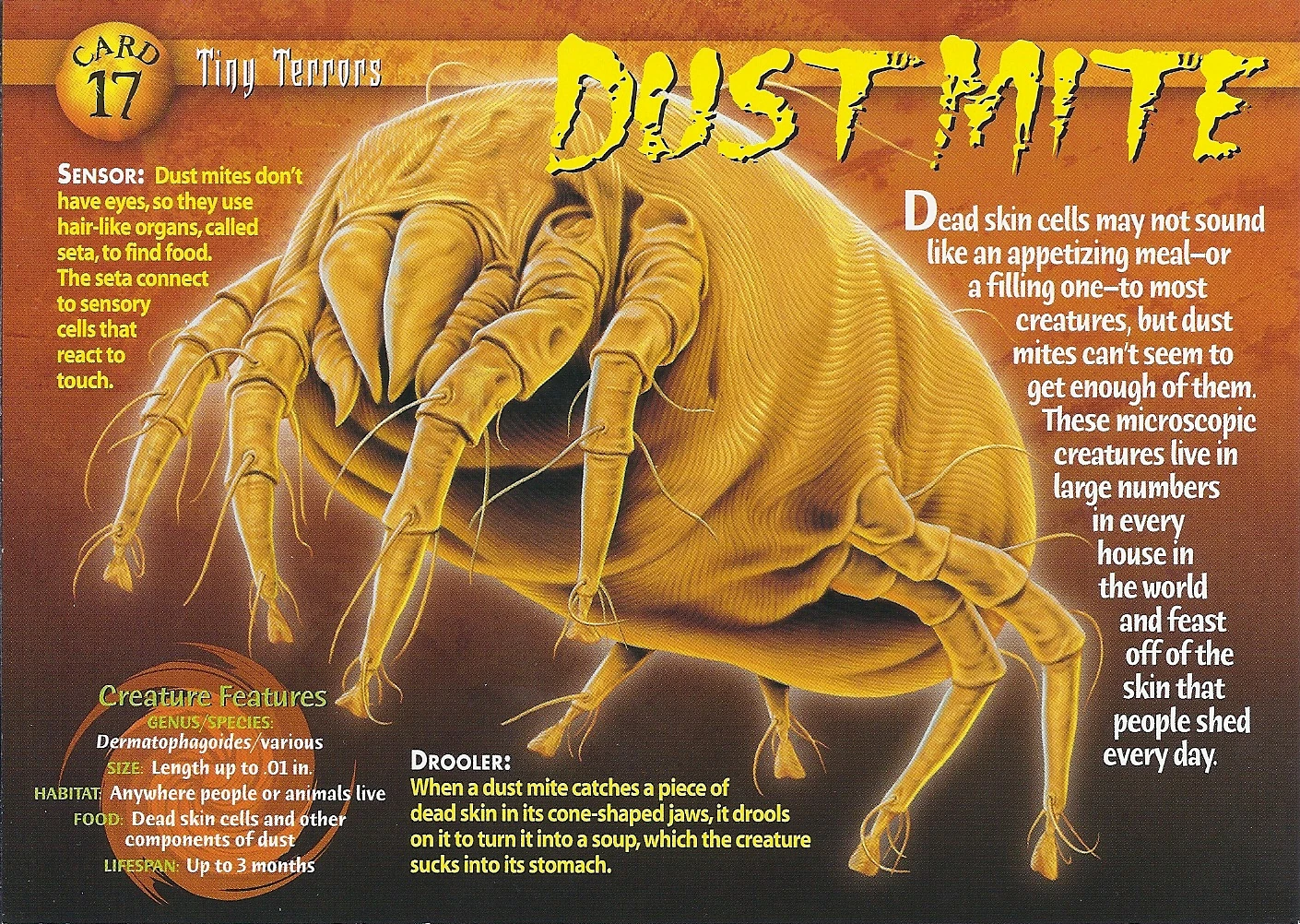 Beyond the Naked Eye: Visualizing Dust Mites