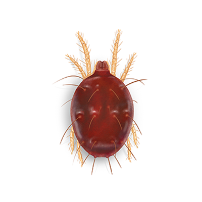 From Microscopic to Menace: Understanding Dust Mite Appearance