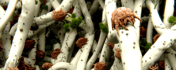 Dust Mite Size and Shape: A Microscopic Deep Dive