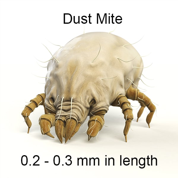 Beyond the Naked Eye: Visualizing Dust Mites