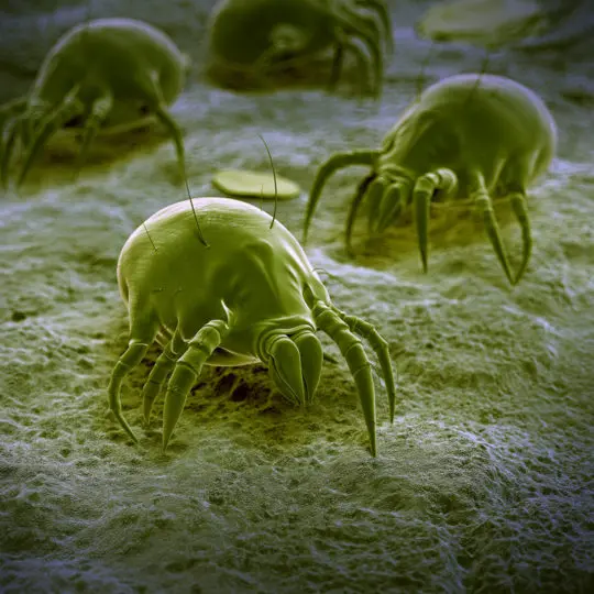 From Microscopic to Menace: Understanding Dust Mite Appearance