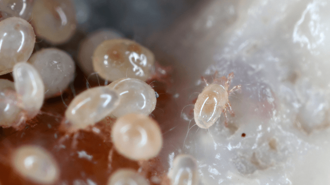 Beyond the Naked Eye: Visualizing Dust Mites